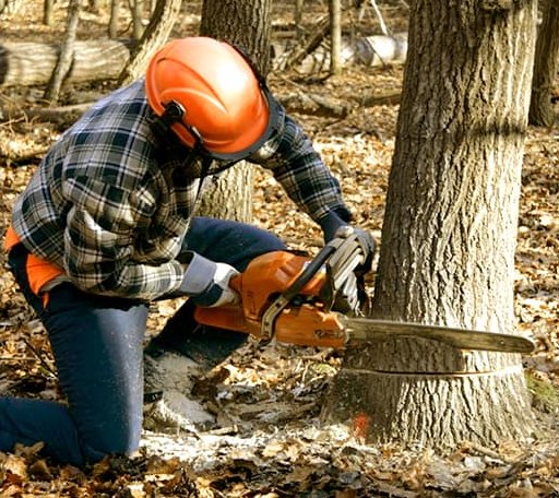 Tree Removal in Penn Laird, VA